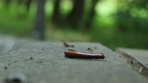 Milipede on Wood