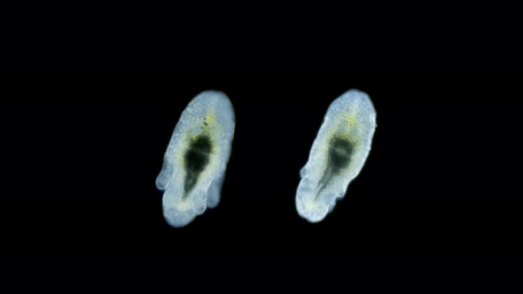 Larva of Worm Polycladida Under Microscope Class Turbellaria