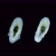 Larva of Worm Polycladida Under Microscope Class Turbellaria - VideoHive Item for Sale