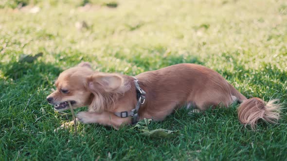 Adorable Funny Longhair Dog Chihuahua Playing with a Stick in Park 