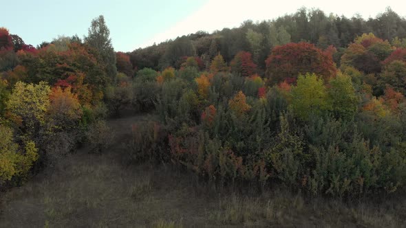 Aerial Shot Of Autumn Forest