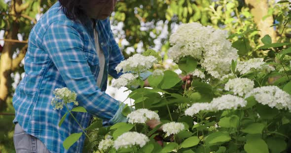 Woman Gardener with Garden Shears Cutting a Bouquet of White Hydrangea Flowers