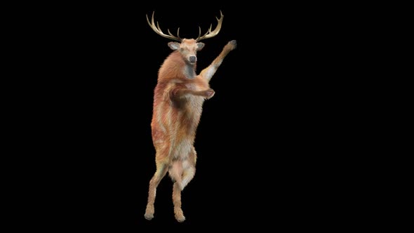 39 Deer Dancing HD alt