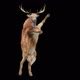 39 Deer Dancing HD - VideoHive Item for Sale