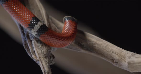 Very Venomous Coral Snake is Crawling on Top of a Tree Branch Sticking Tongue