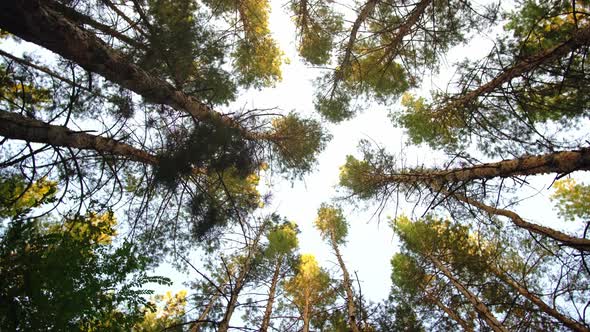 Being in pine forest.Bottom view of tops rotating tall pines.