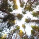 Being in pine forest.Bottom view of tops rotating tall pines. - VideoHive Item for Sale