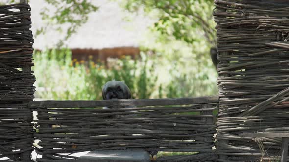 Funny Fluffy Dog Jumps Over Brown Wooden Fence in Park