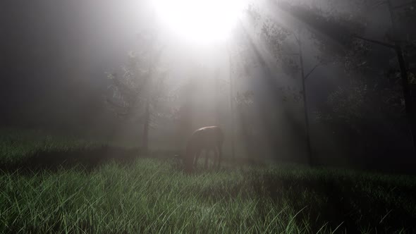 Deer Female in Forest in Fog