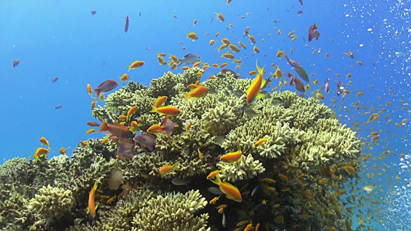 Colorful Fish on Vibrant Coral Reef 670 alt