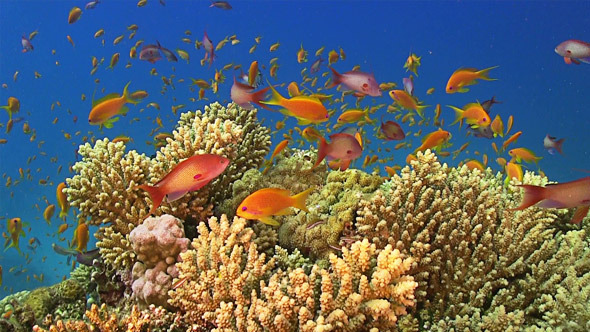 Colorful Fish on Vibrant Coral Reef 672