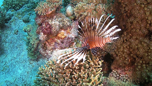 African lionfish on Coral Reef 675
