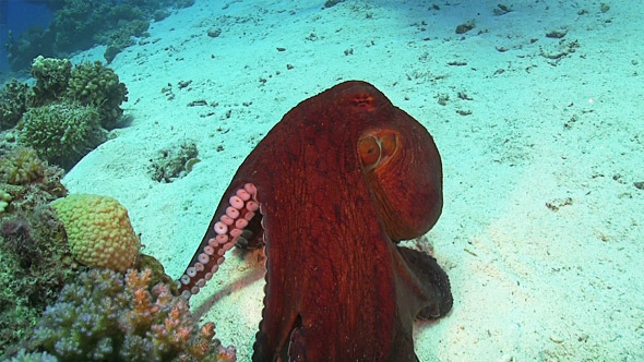 Octopus on Coral Reef 676
