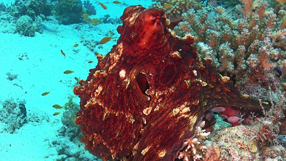 Octopus on Coral Reef 677