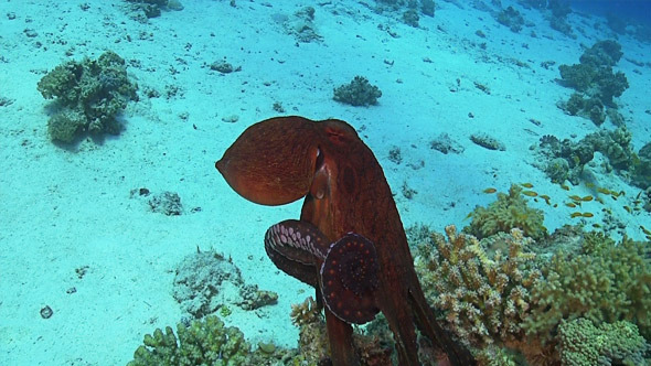 Octopus on Coral Reef 678