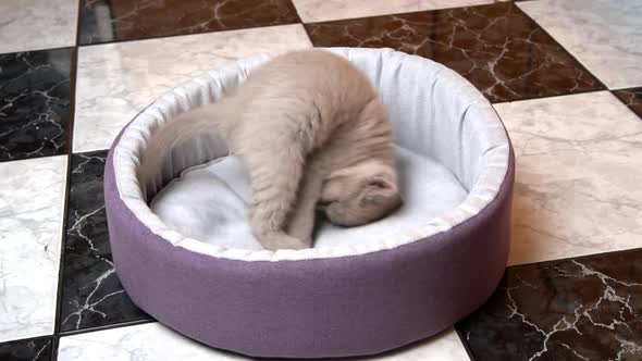 Scottish Straighteared Gray Kitten Plays with a Ball in His Bed