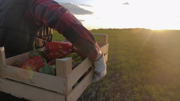 Young Beautiful Girl Farmer in Hat with Box Fresh Ecological Vegetables in Field at Sunset. Concept