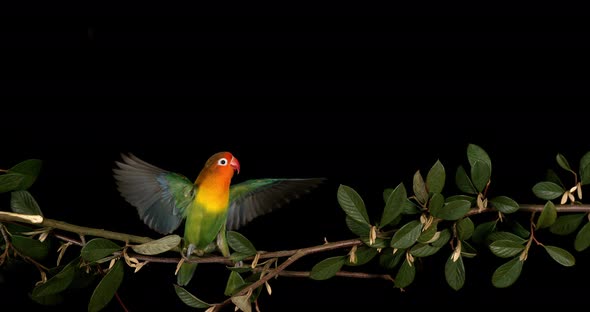 Fischer's Lovebird, agapornis fischeri, Adult standing on Branch, taking off, in flight