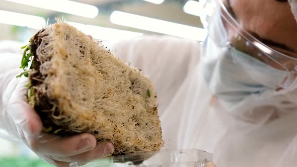 Scientist in Gloves Examining the Roots of Fresh Microgreens