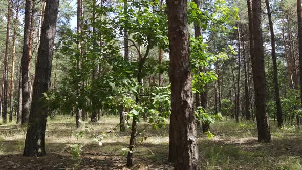 Natural Forest Landscape By Day