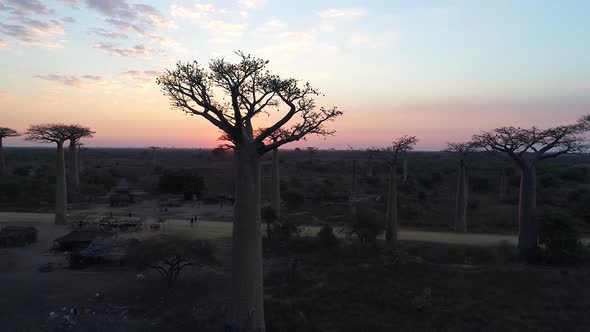 Avenue Of The Baobabs Morondava Madagascar 9