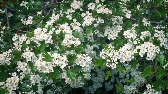 Flowers In Breeze With Many Insects Buzzing Around