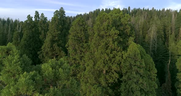 Forests and Sequoia Groves Within the Wildest Areas of the Sierra Nevada.