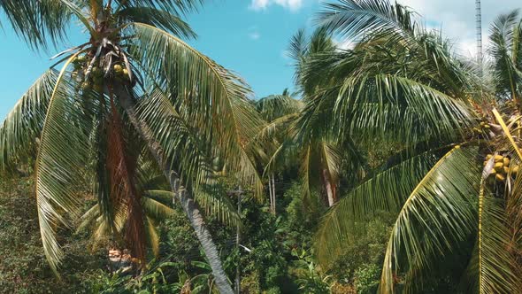 Aerial flight up above tropical island palm trees