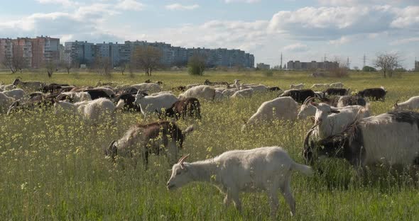 Goats in the Field