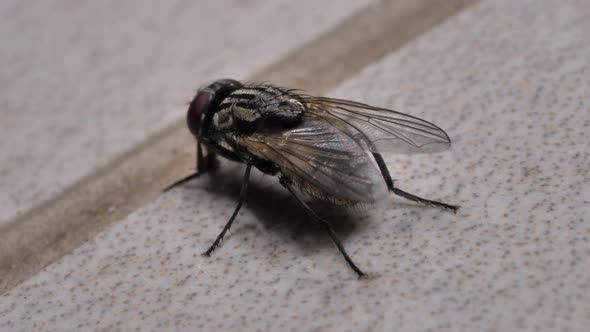 Fly Moving