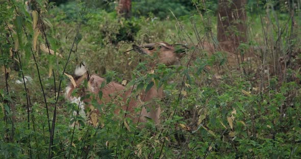 Goat Walks Around a Farmstead in the Countryside and Eats Nettles