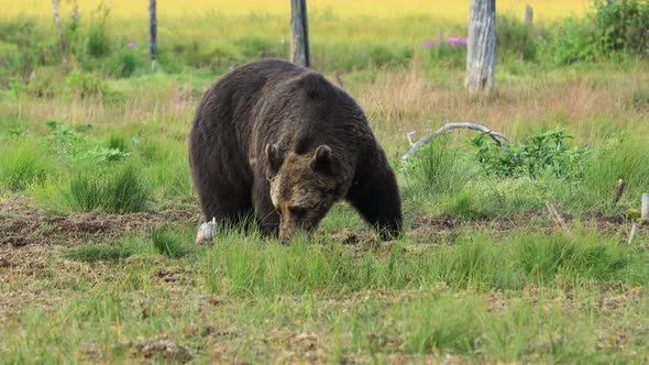 Brown Bear Ursus Arctos in Wild Nature is a Bear That is Found Across Much of Northern Eurasia