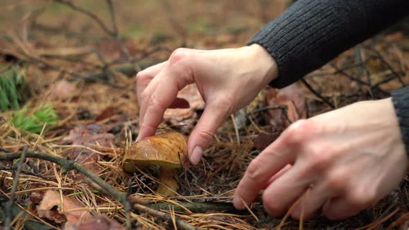 Female Hands Cut Forest Mushroom