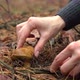 Female Hands Cut Forest Mushroom - VideoHive Item for Sale