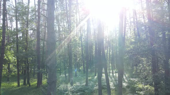 Beautiful Green Forest on a Summer Day Slow Motion