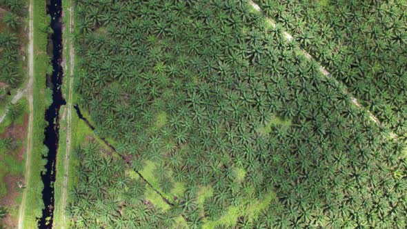 Aerial View of The Palm Oil Estates