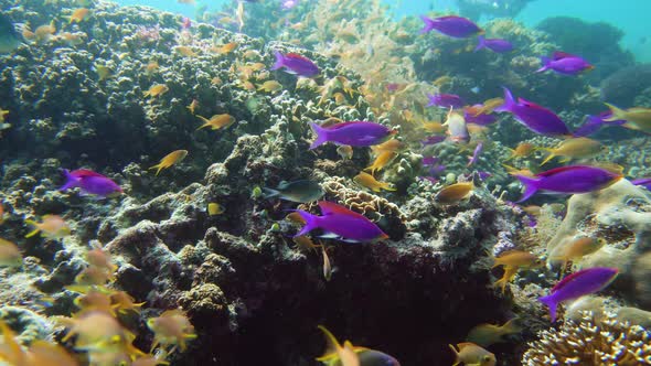 The Underwater World of a Coral Reef