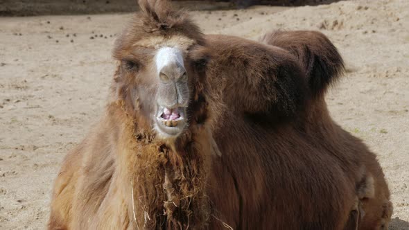 Domestic Bactrian or Mongolian Camel Chews Forage