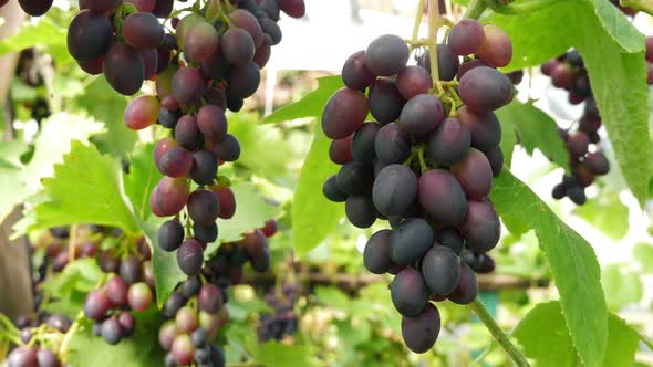 Bunches of Black Grapes Hanging and Growing on Vineyards