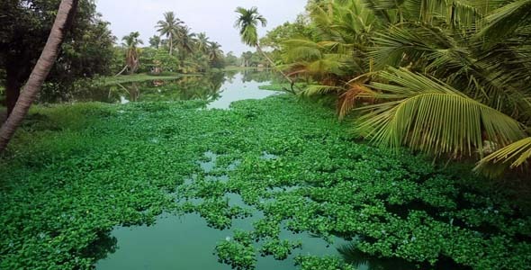 Picturesque Scene In Kerala Backwaters