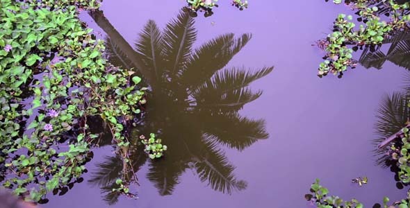 Palm Tree Reflecting In Canal