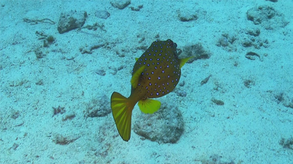 Pufferfish on Coral Reef 693