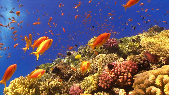 Colorful Fish on Vibrant Coral Reef 704