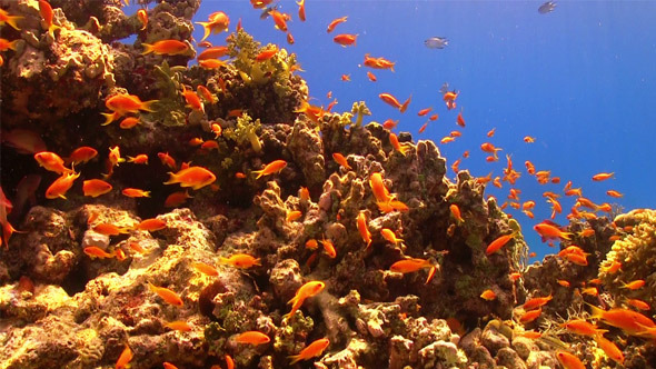 Colorful Fish on Vibrant Coral Reef 709 alt