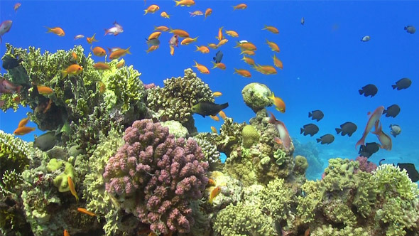 Tropical Fish on Vibrant Coral Reef 712 alt