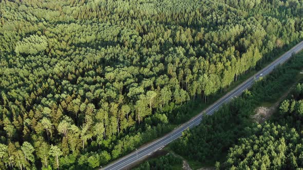 Asphalt Highway Runs Among High Trees with Driving Cars