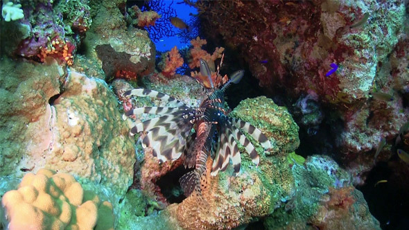 African lionfish on Coral Reef 721