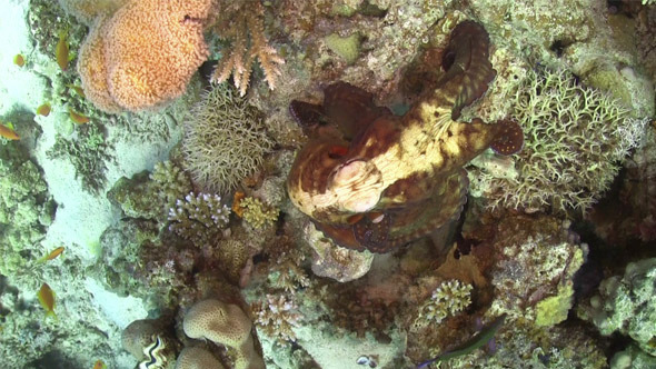Octopus on Coral Reef 734