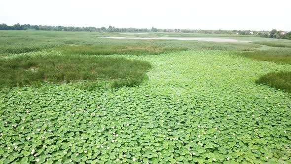 Lake of Lotuses. Pink Lotuses in the Water, Aerial View.