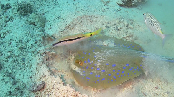 Blue Spotted Stingray In Search Of Food 740